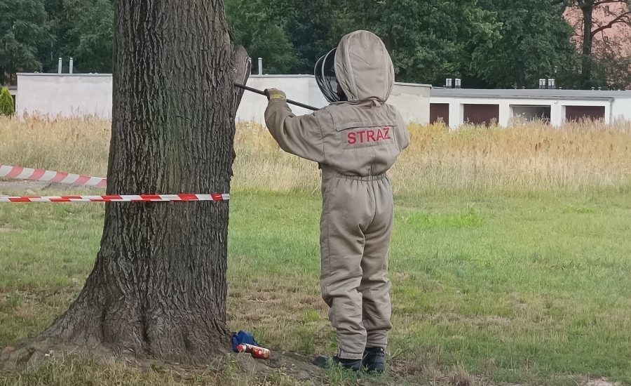 Szerszenie na Naszym Osiedlu Kluczbork